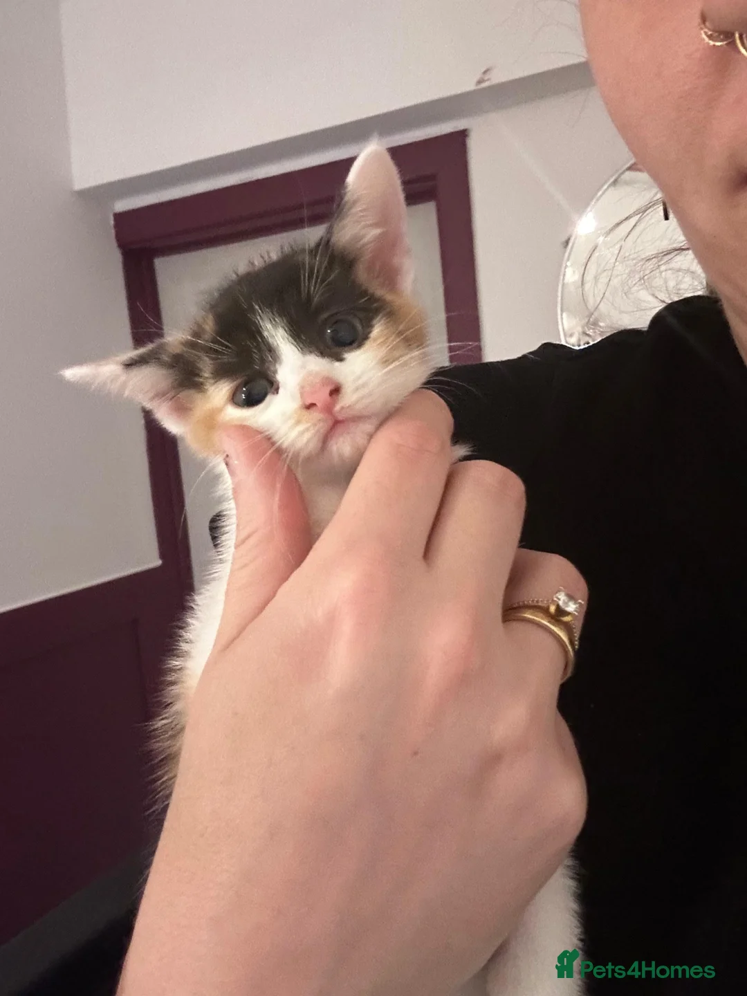 Mixed Breed cats for sale: Kittens  - Advert 1
