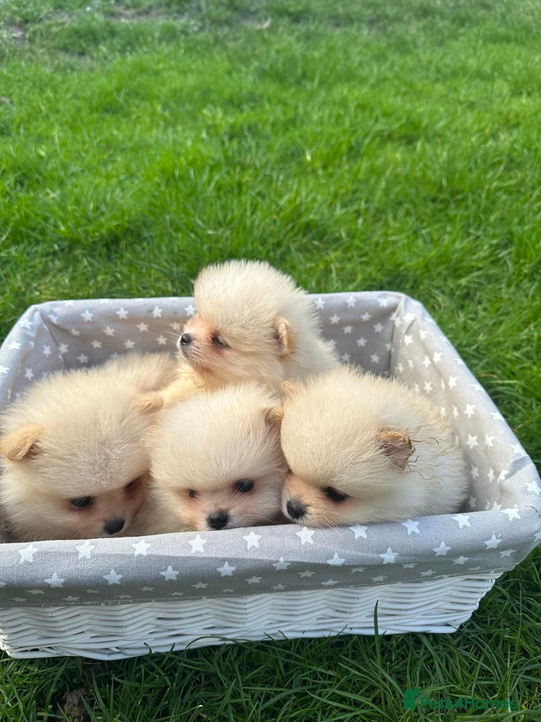 Pomeranian dogs for sale: Adorable Pomeranian Puppies for Sale!  - Image 9