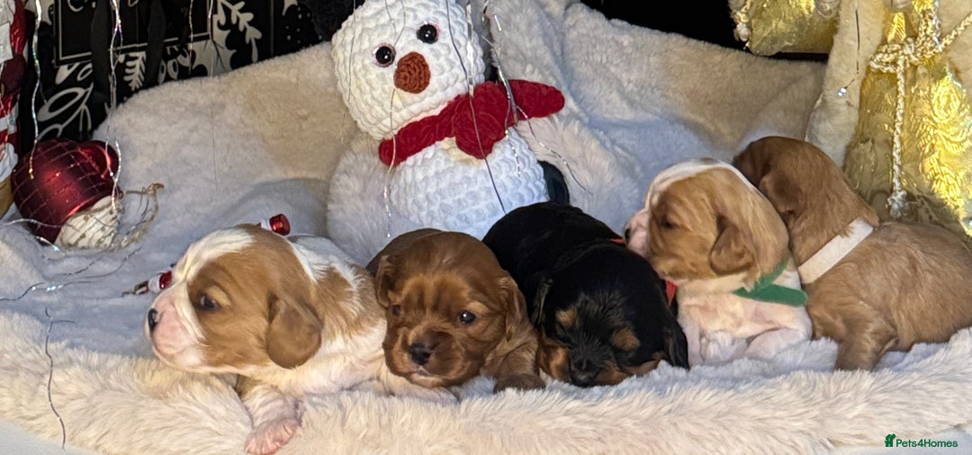 Cavalier King Charles Spaniel dogs for sale: Beautiful pups DNA HEALTH TESTED parents  - Advert 3