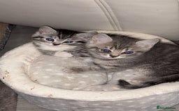 British Shorthair cats for sale: half british shorthair - Image 3