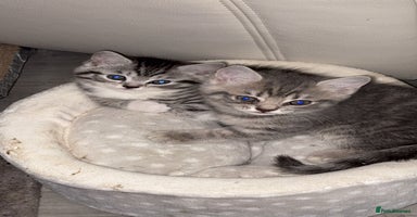 British Shorthair cats - Advert 9
