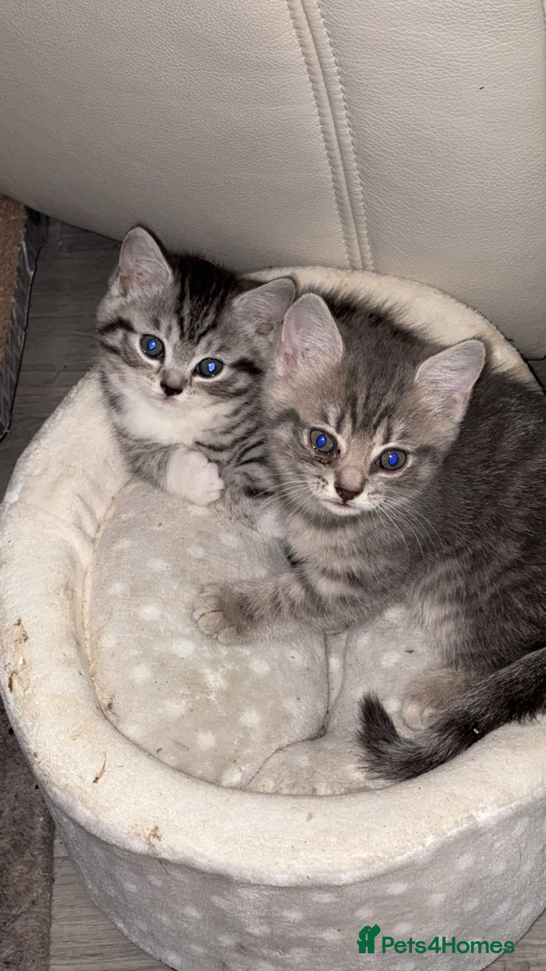 British Shorthair cats for sale: half british shorthair - Image 3