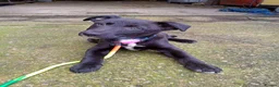 Mixed Breed dogs for sale: Lurcher pups (Collie x Whippet) - Advert 6