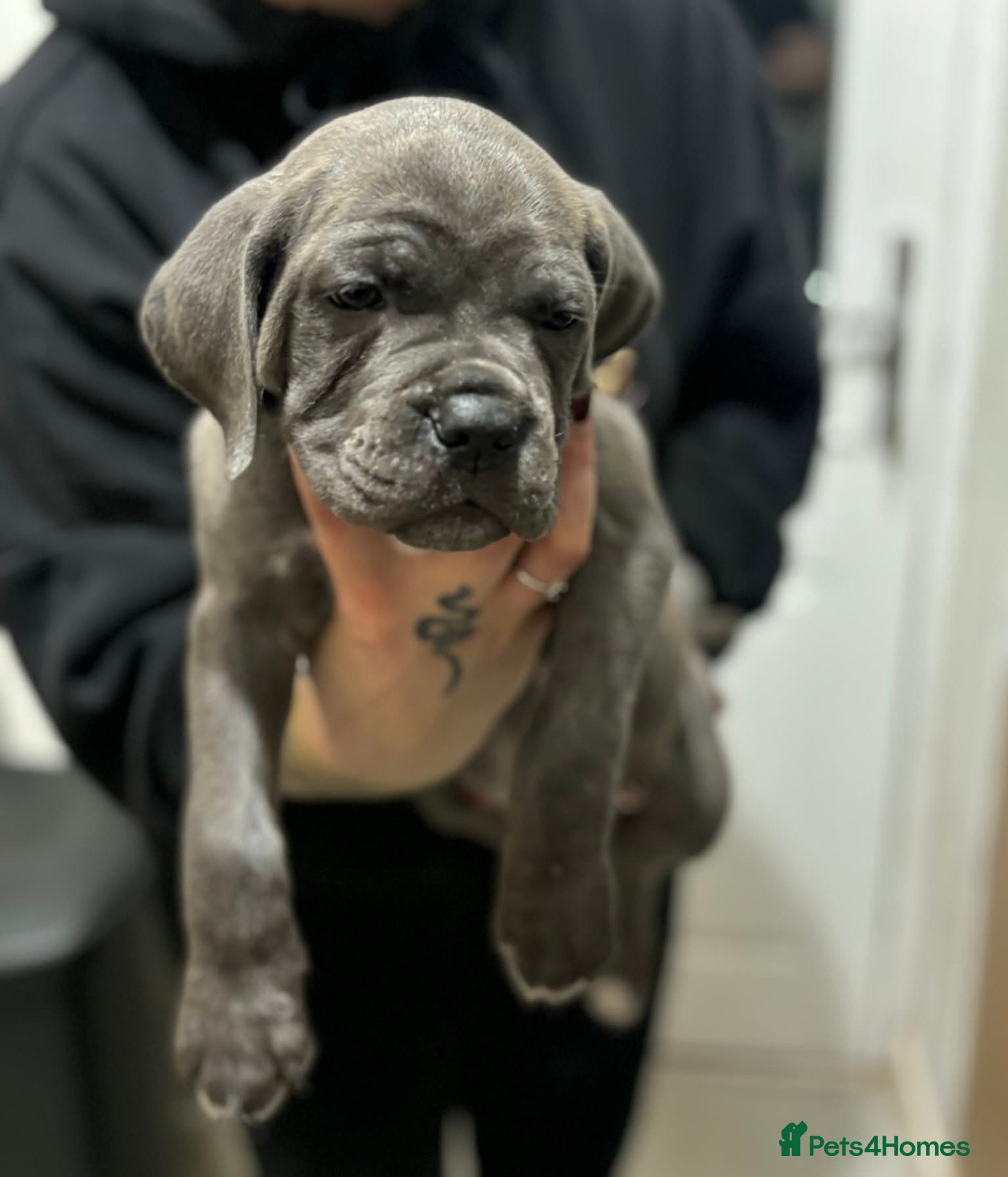 Cane Corso dogs Cane corso - Advert 12