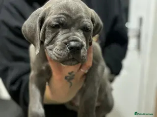 Cane Corso dogs Cane corso - Advert 12