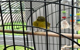 Canaries birds for sale: Pair of Canaries with Cage - Image 3