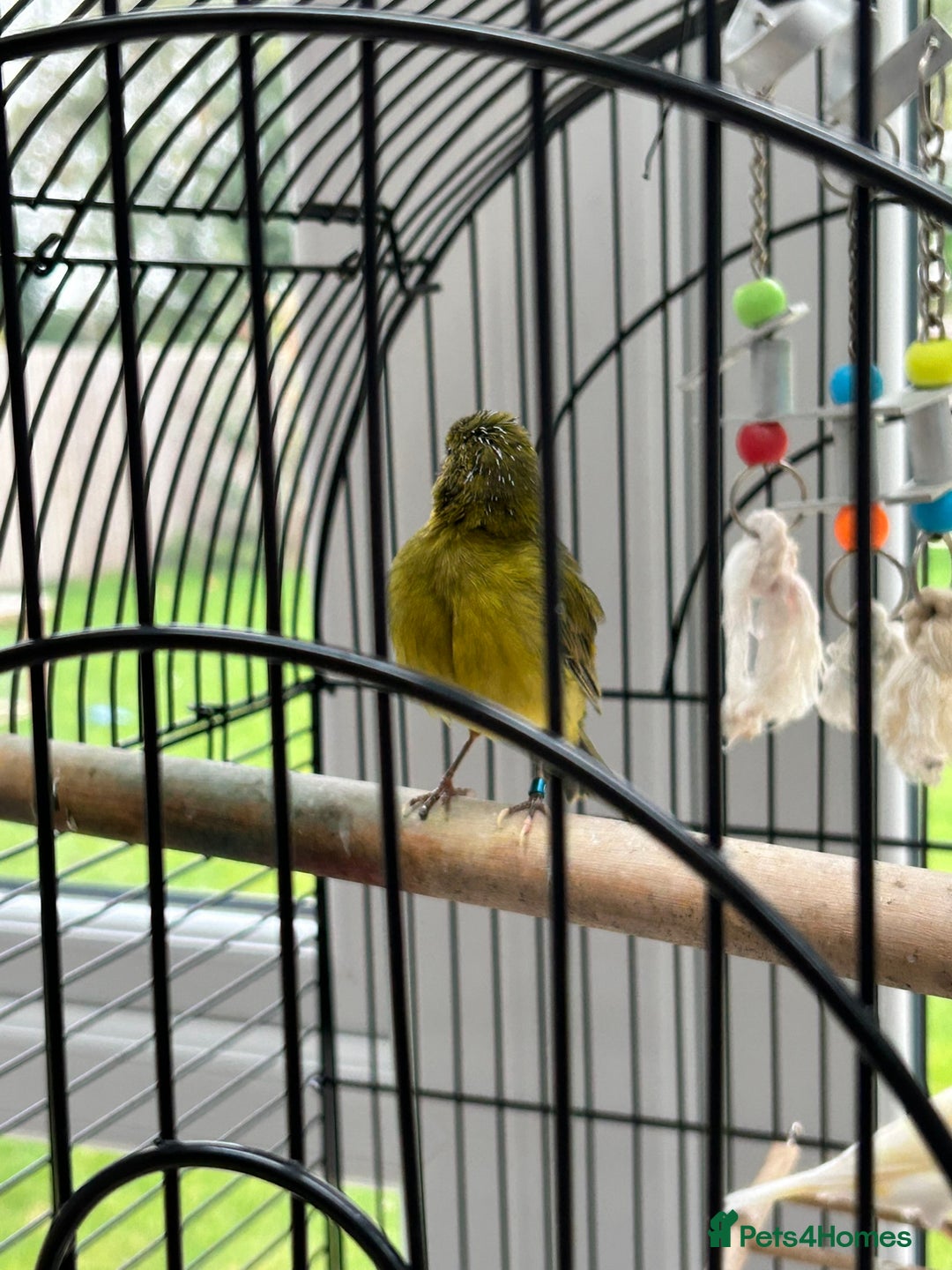 Canaries birds for sale: Pair of Canaries with Cage - Image 3
