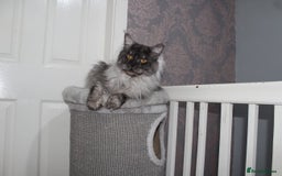 Maine Coon cats for stud: Amazing Russian Import For STUD in Sheffield - Image 8