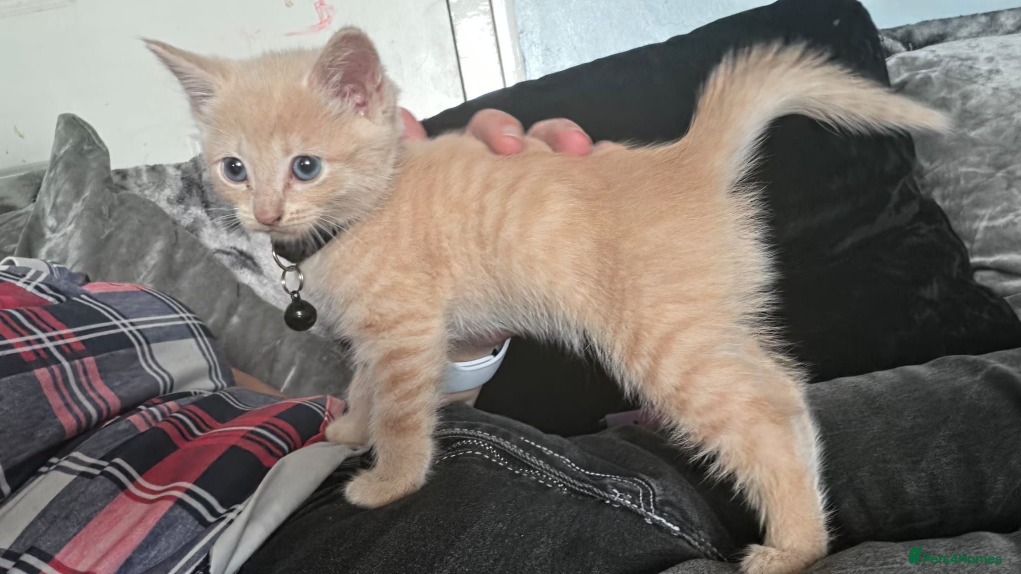Mixed Breed cats Last two kittens ready now. - Advert 1