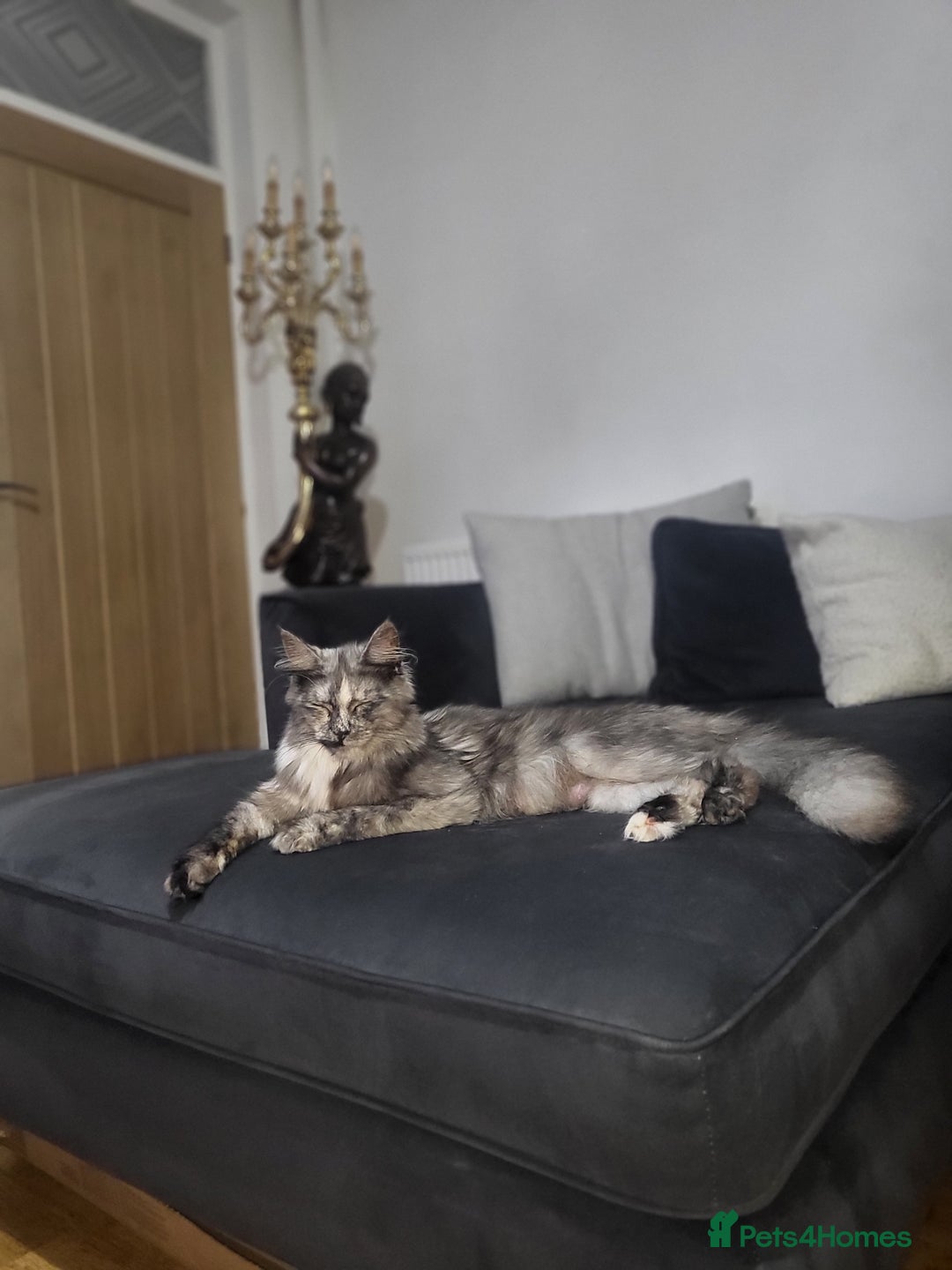 Maine Coon cats for sale:  TICA Registered Maine Coon Kittens Silver Tabby  - Image 6