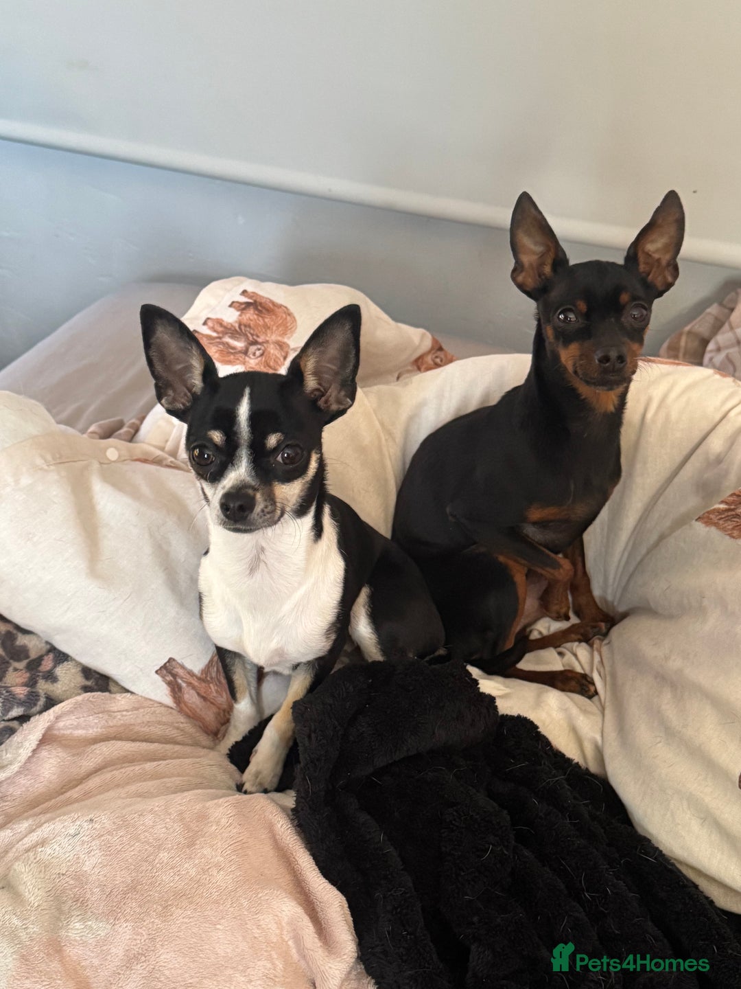 Chihuahua dogs for sale: BEAUTIFUL TRI TINY CHIHUAHUA PUPPY - Image 1