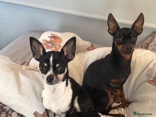 Chihuahua dogs - Advert 1