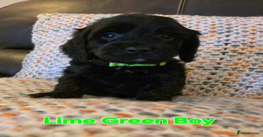 Cockapoo dogs - Advert 10