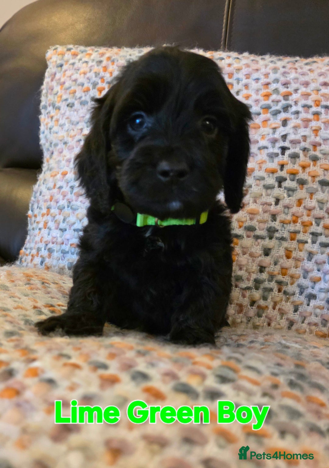 Cockapoo dogs for sale: Gorgeous Cockerpoo Puppies  - Image 12