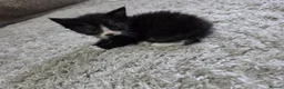 Mixed Breed cats for sale: "Fluffy Furballs"  - Advert 27