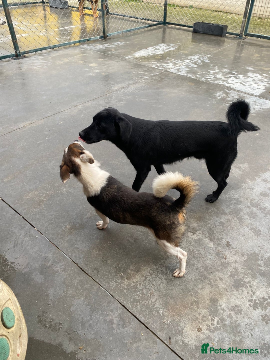 Mixed Breed dogs for adoption: Dorrie, 5 years approx. Available for adoption. - Advert 6