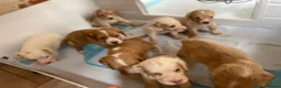 Clumber Spaniel dogs for sale: Health Tested Working Cocker x Clumber Puppies - Advert 12