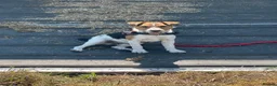Jack Russell dogs for sale: Jack Russell  - Advert 11