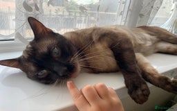 Bengal cats for sale: 2 year old cat - Image 5