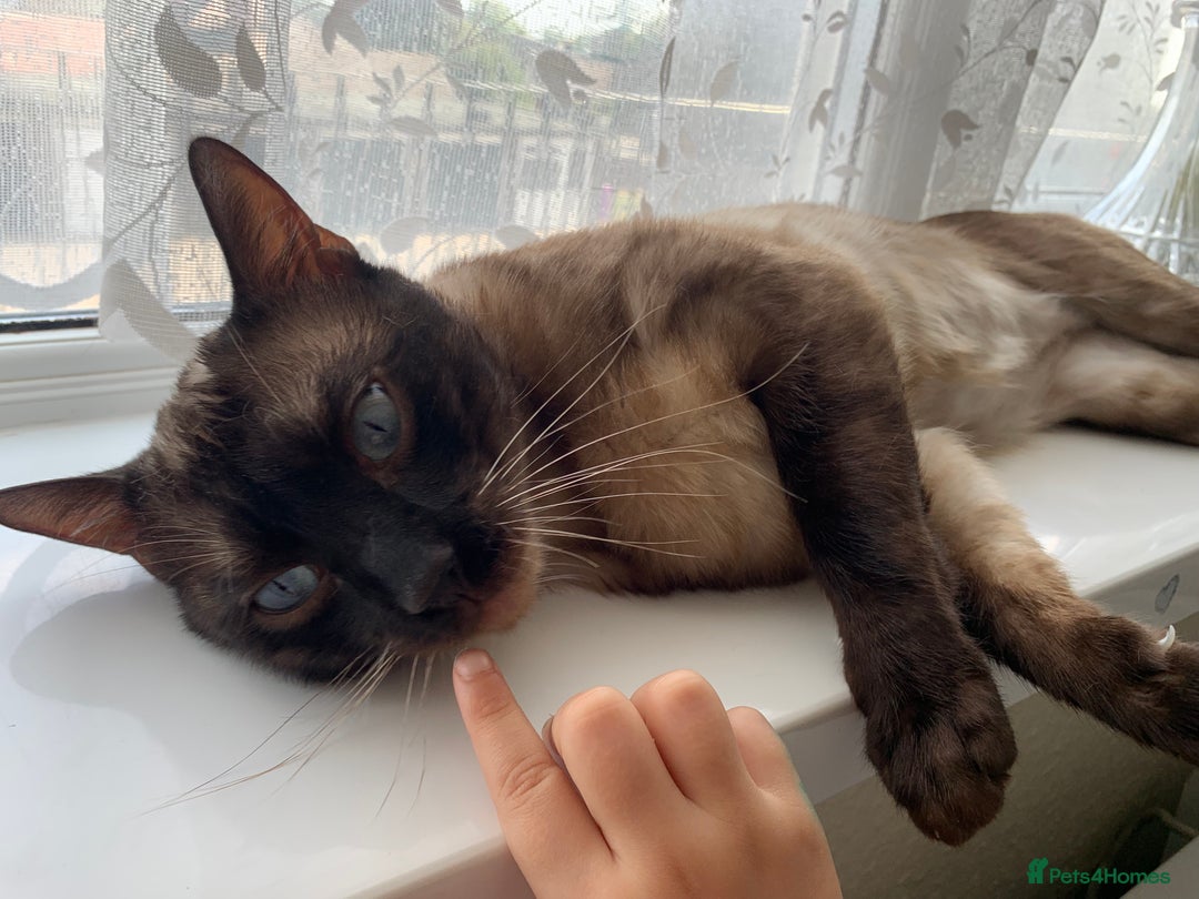 Bengal cats for sale: 2 year old cat - Image 5
