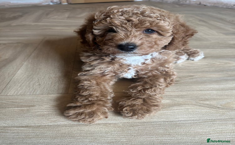Irish Doodle dogs - Advert 2