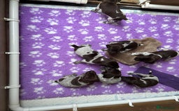 German Shorthaired Pointer dogs for sale: Gorgeous litter of German Shorthair puppies - Image 14