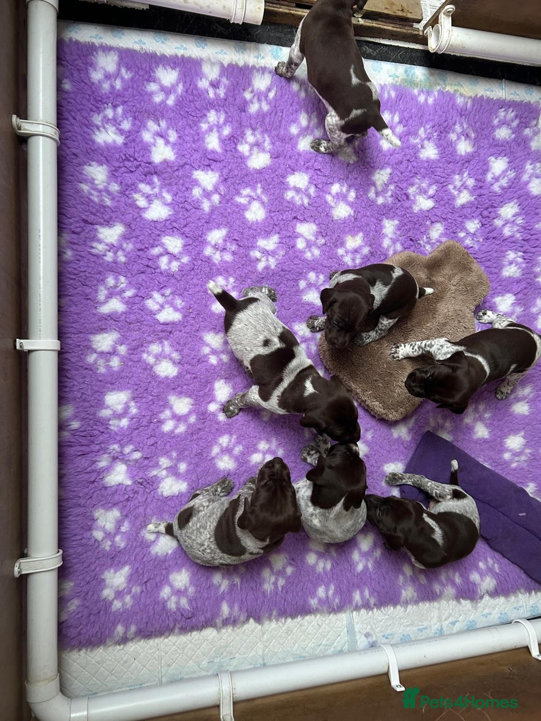 German Shorthaired Pointer dogs for sale: Gorgeous litter of German Shorthair puppies - Image 14