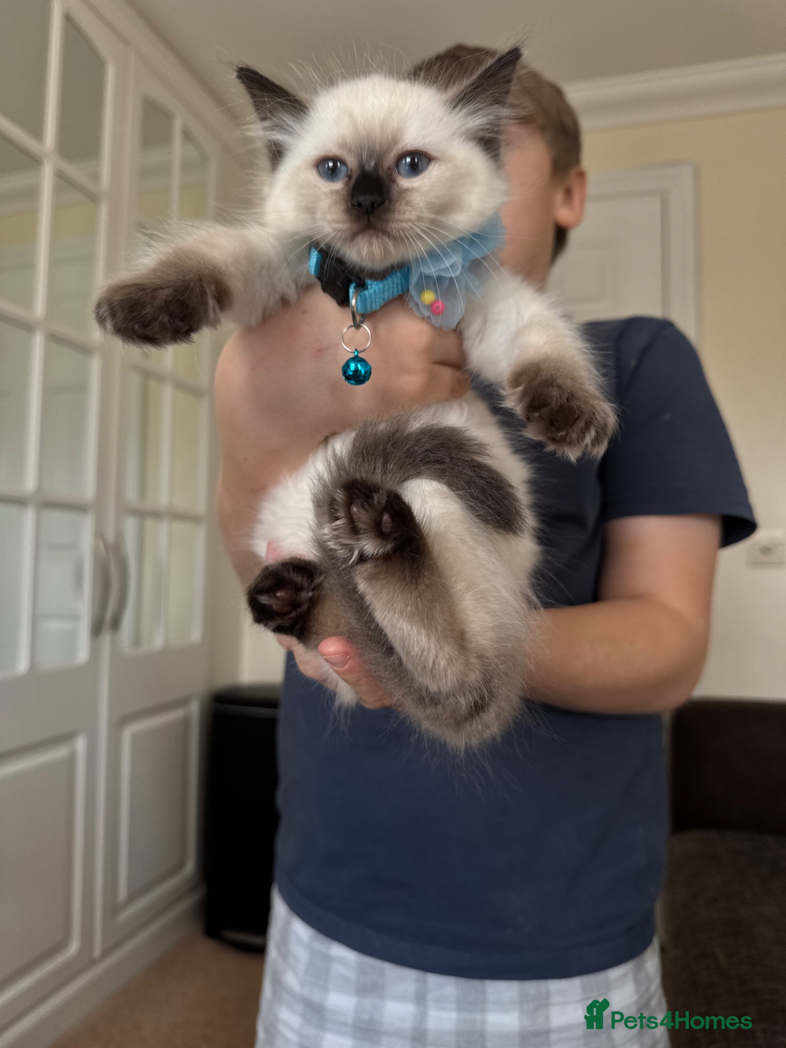Ragdoll cats adorable  kittens ready to go home 28th April  - Advert 5