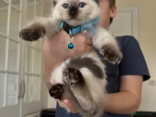 Ragdoll cats adorable kittens ready to go home 28th April - Advert 5