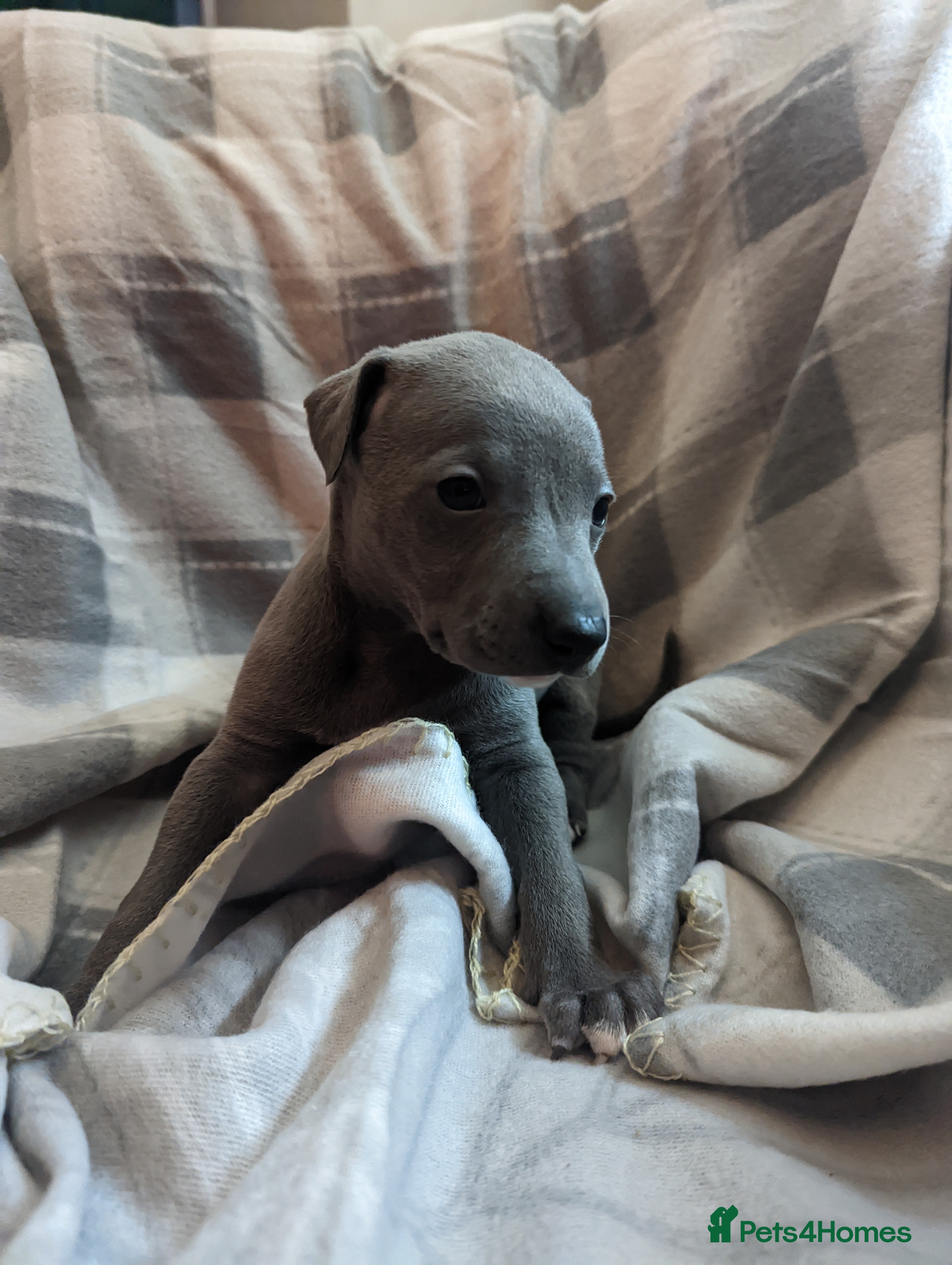 Whippet dogs Beautiful whippet babies  - Advert 2