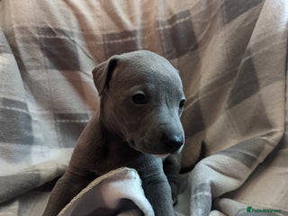 Whippet dogs Beautiful whippet babies - Advert 1