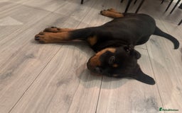 Rottweiler dogs for sale: Rotweiller male puppy - Image 3