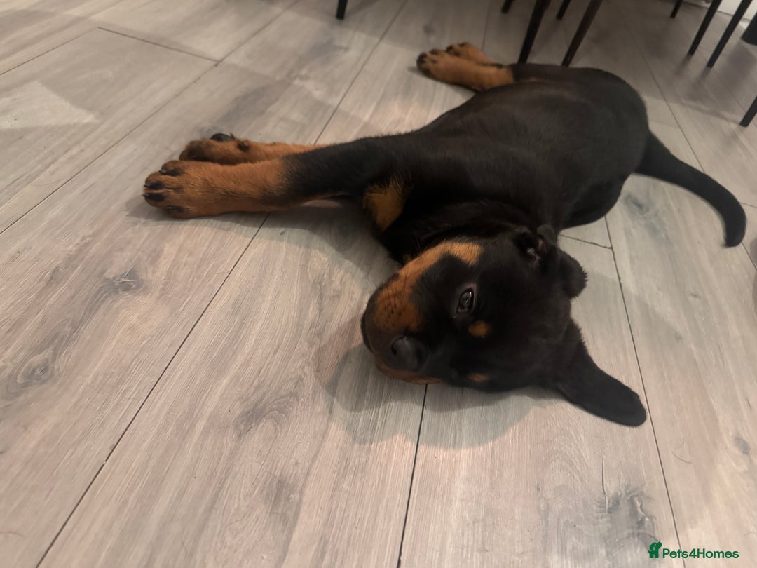 Rottweiler dogs for sale: Rotweiller male puppy - Image 3