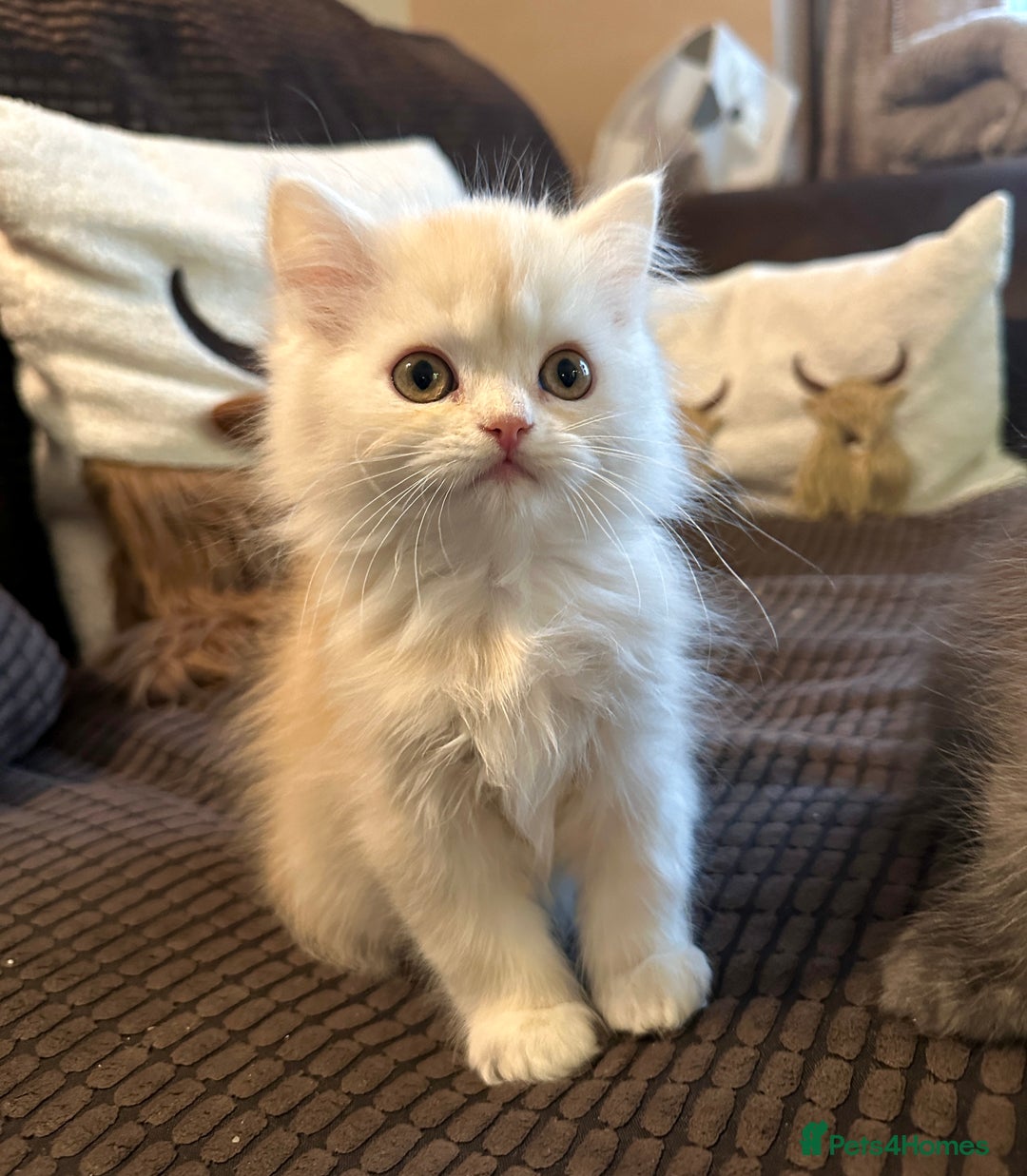 Persian cats for sale: 2 gorgeous cuddly Persian baby boys💙 - Advert 22