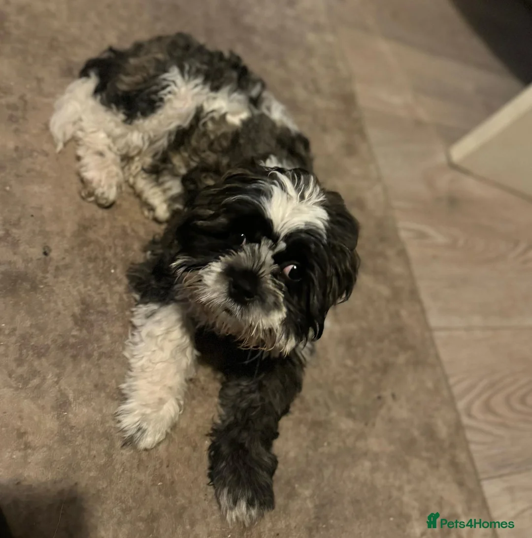 Shih Tzu dogs for sale: Beautiful shih tzu boy ♥️ - Advert 2