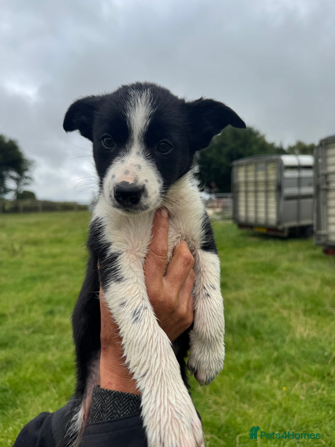 Border Collie dogs for sale: 3 males left .. female now sold! - Image 10