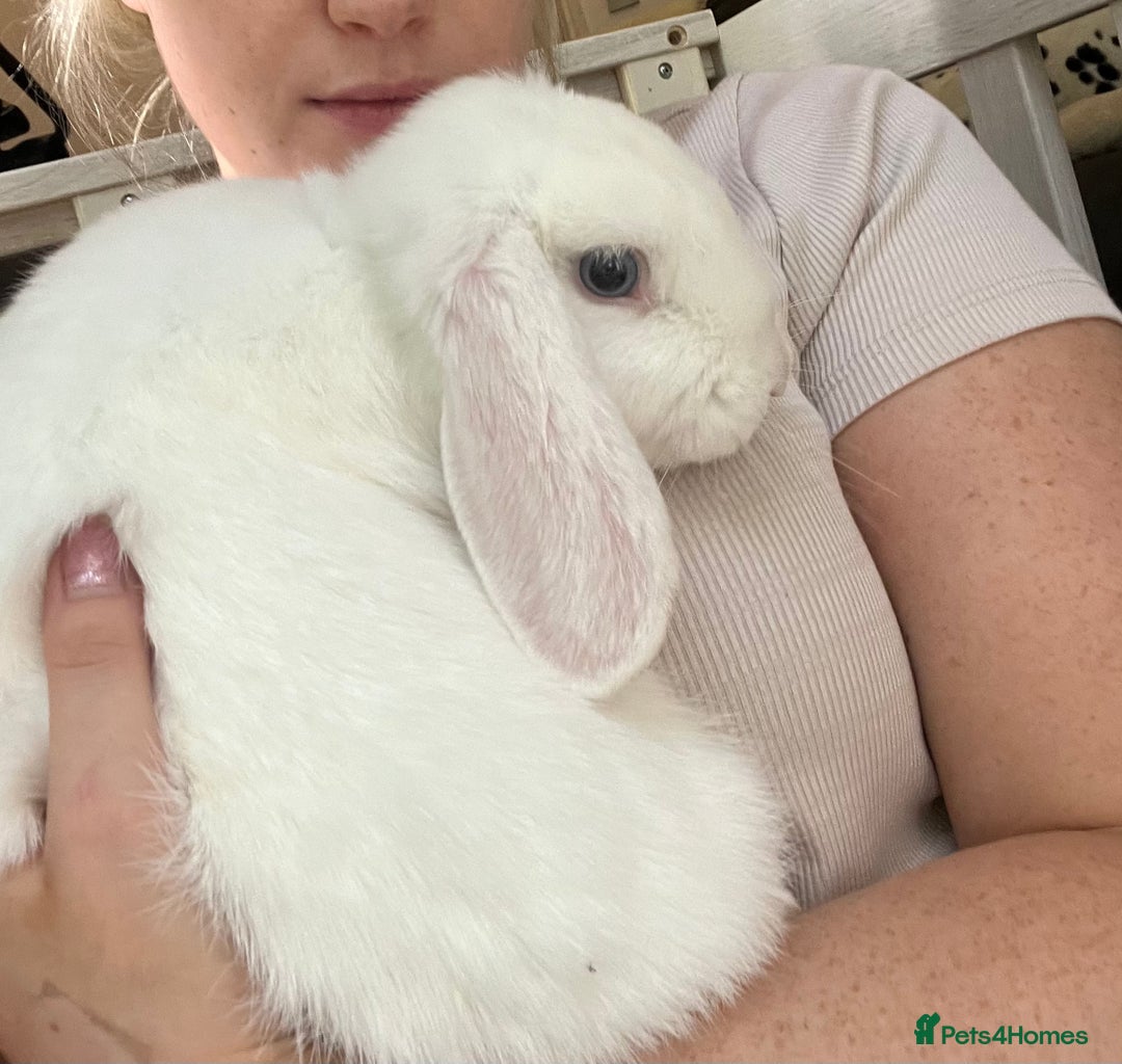 French Lop rabbits for sale: French lop bunny and hutch - Image 6