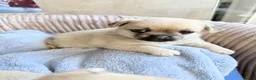 Mixed Breed dogs for sale: Pug x Pomeranian Puppies 🐕 - Advert 10
