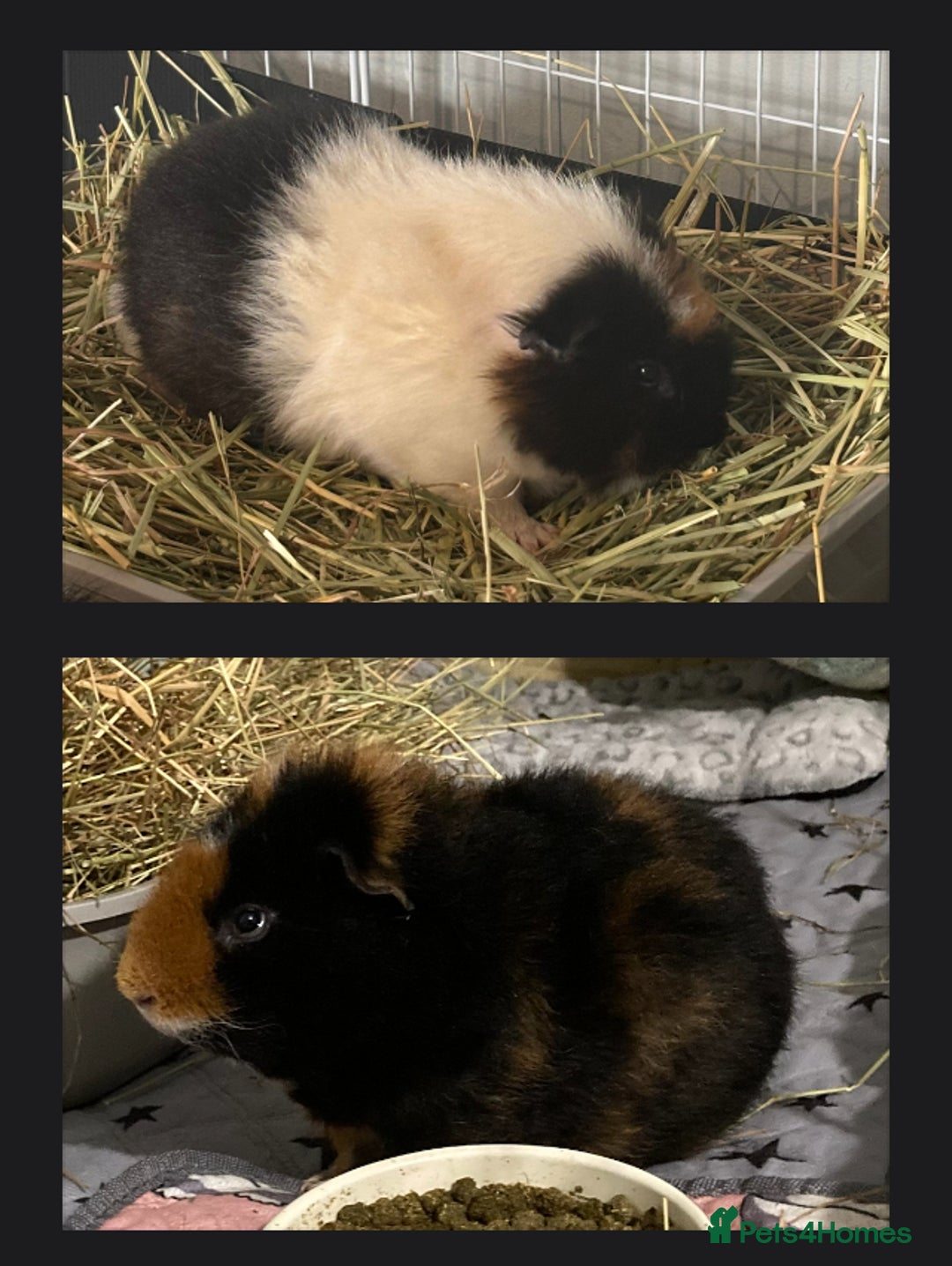 Guinea Pig rodents for sale: Guinea Pigs  - Image 2