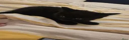Mixed Breed cats for sale: A very cute black female kitten is for sale. in Bognor Regis - Advert 6