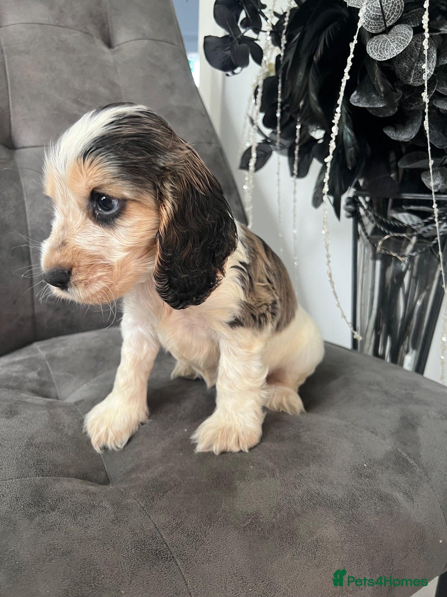 Cocker Spaniel dogs 🐶Show type KC reg vaccinated READY NOW  - Advert 2