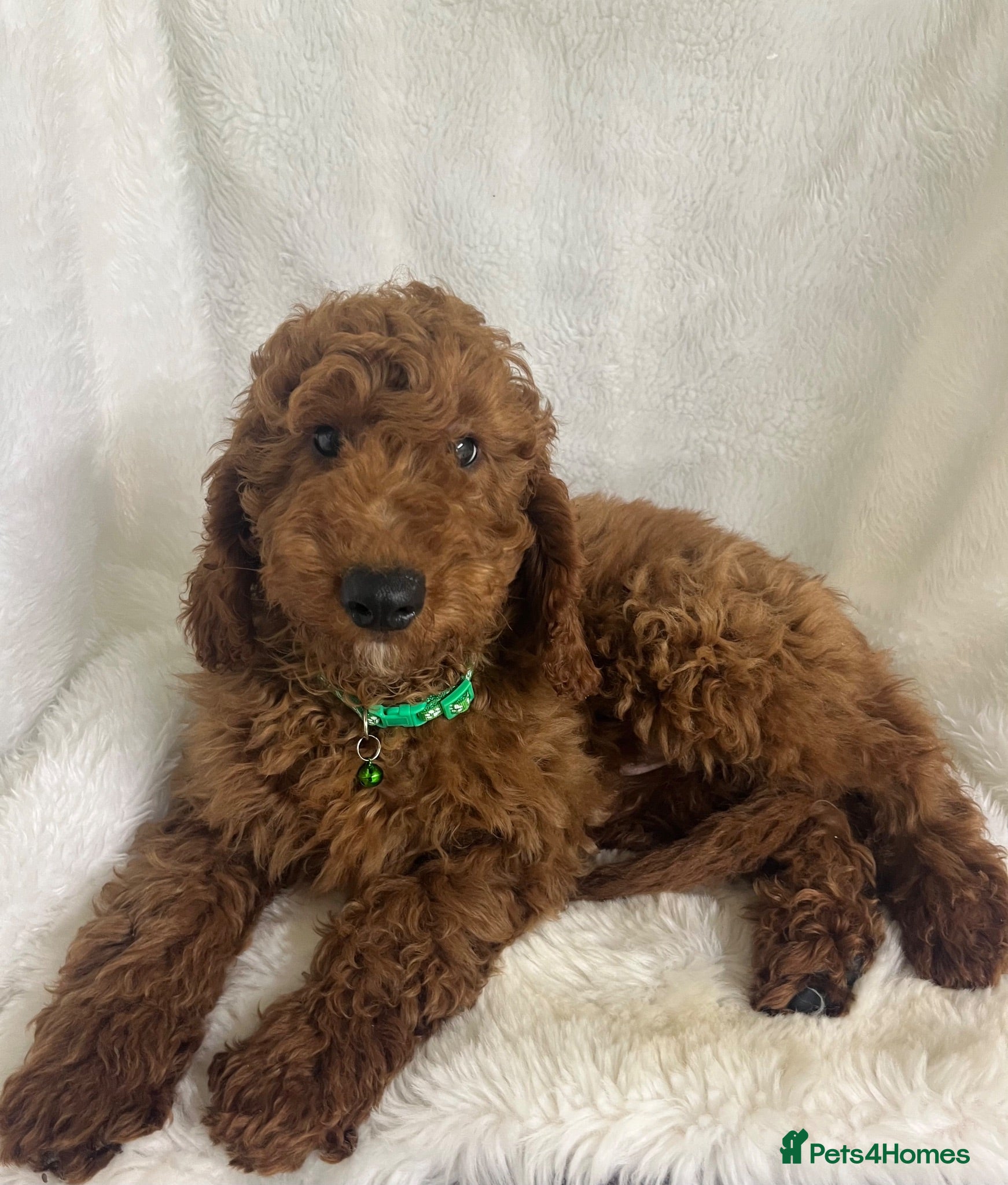 Goldendoodle dogs Top quality, health tested multiGen Double Doodles - Advert 5