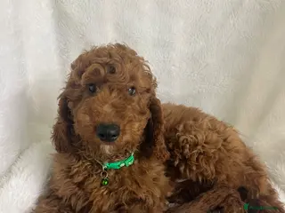Goldendoodle dogs Top quality, health tested multiGen Double Doodles - Advert 5