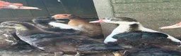Chickens poultry for sale: Various chickens and ducks for sale - Advert 8