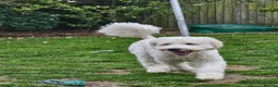 Old English Sheepdog dogs for sale: ONE HANDSOME MALE SHEEPADOODLE AVAILABLE  - Advert 11