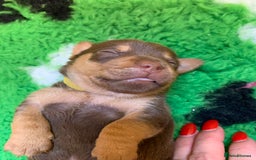 Jack Russell dogs for sale: Jack Russell Puppies  - Image 18