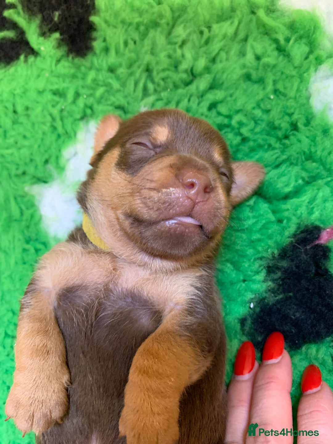 Jack Russell dogs for sale: Jack Russell Puppies  - Image 18