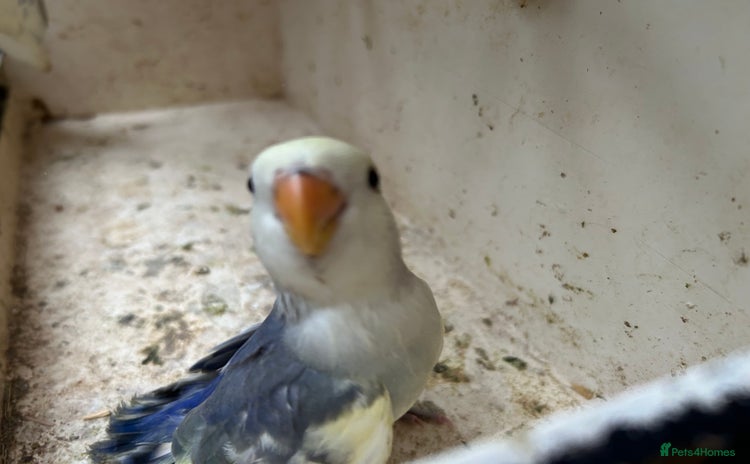 Lovebirds birds - Advert 5