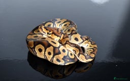 Python Snake reptiles for sale: Amazing baby ball pythons - Advert 26