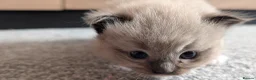 Ragdoll cats for sale: Ragdoll Kittens MINK Boy & girl - Advert 22